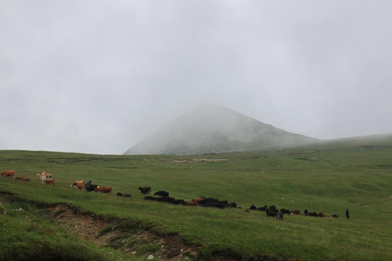 Cabana Transalpina Rânca Extérieur photo